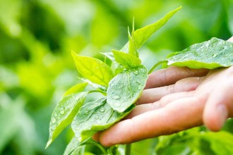 Los secretos de las plantas: evolución, defensa y comunicación invisible que transforman nuestro mundo