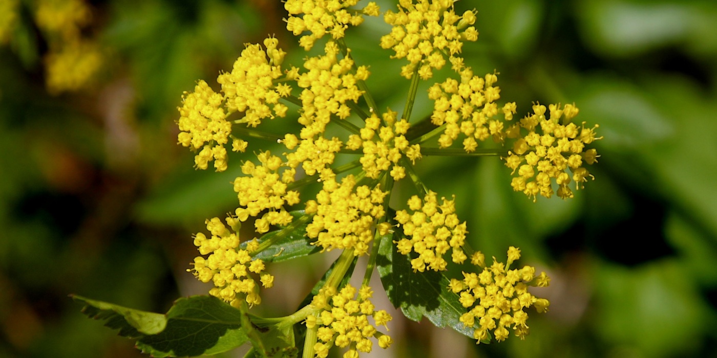 (credit: edenproject.com)