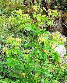 (credit: wikipedia.org)