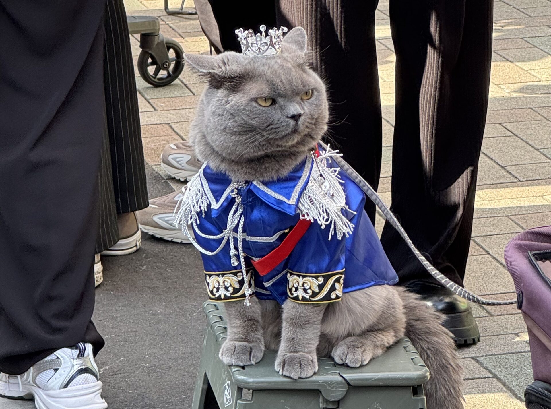 化け猫フェスティバルにいた猫