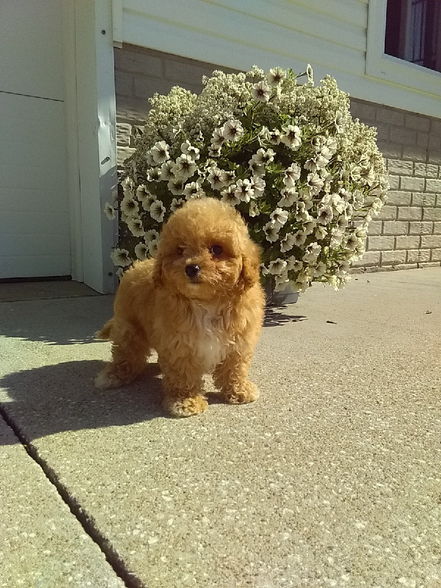 Collections Ac Puppies Llc
