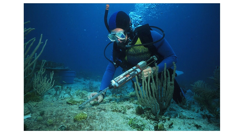 Biologo Marino: Lavoro E Prospettive – Sottacqua 460_x_819_jpg