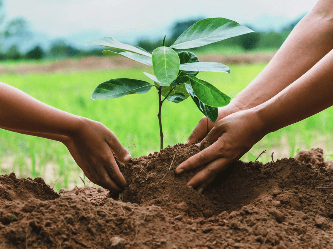 Tree Planting in Southall