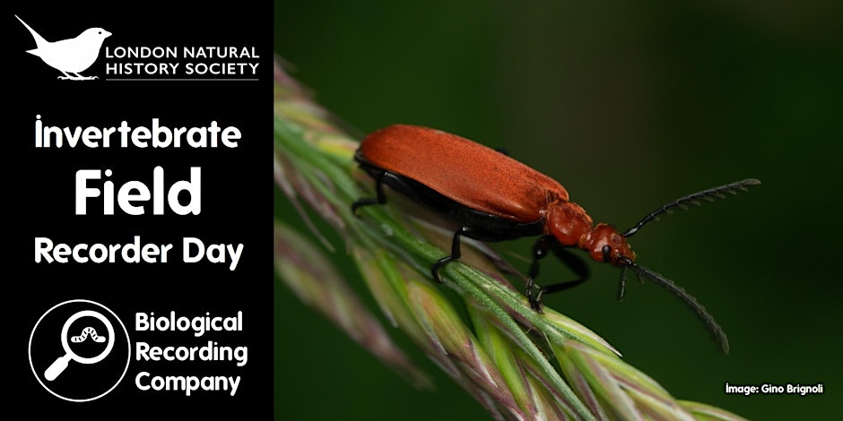 Learn to Record London’s Invertebrate Wildlife