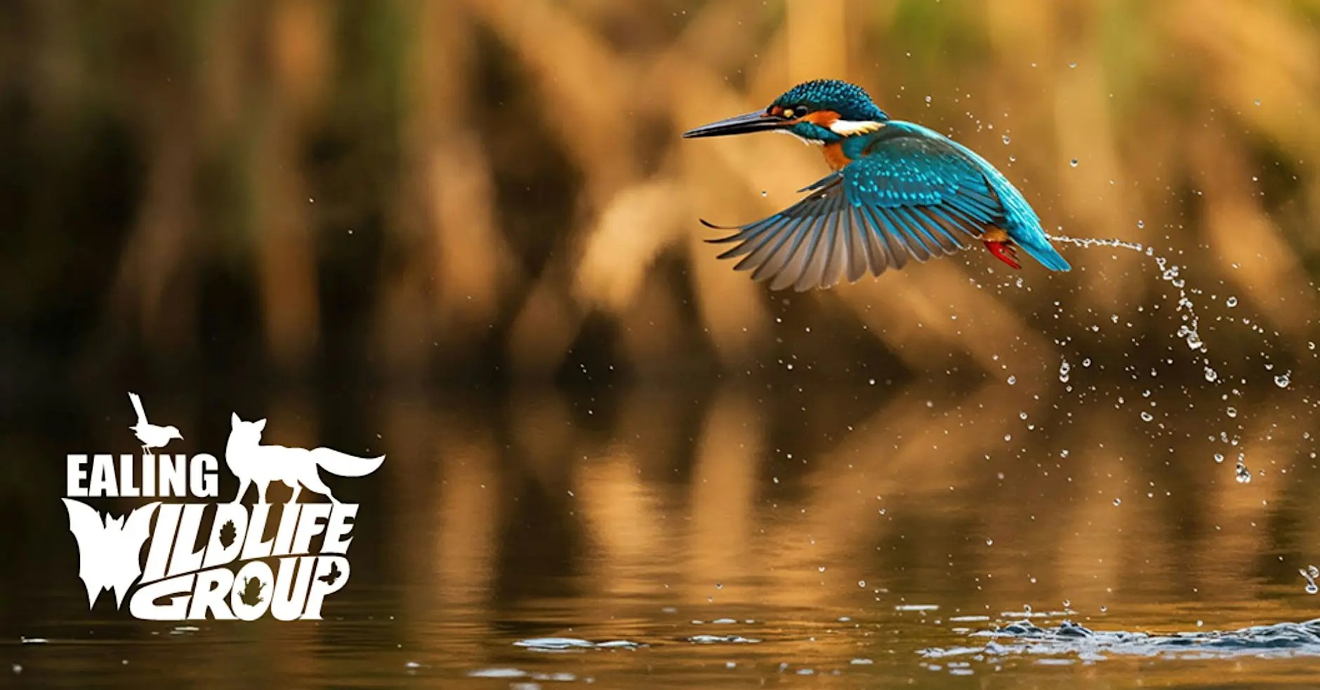 Ealing Wildlife Group: Kingfisher Walk + Water Vole Project Talk – Saturday, October 31 • 9:30 AM – 12:30 PM