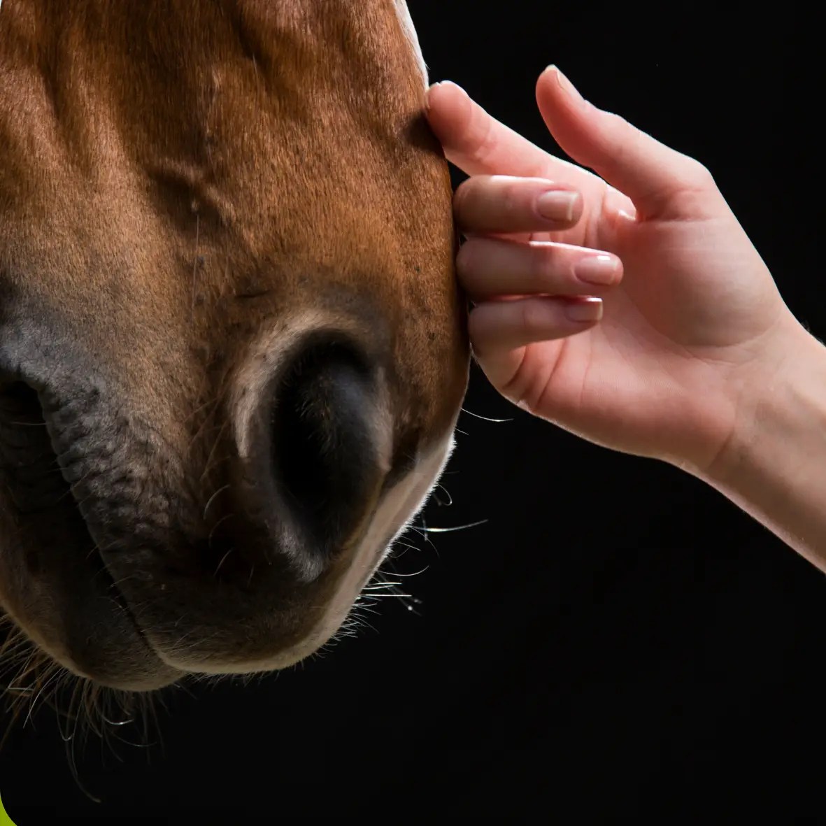 Une main caressant la tête d'un cheval
