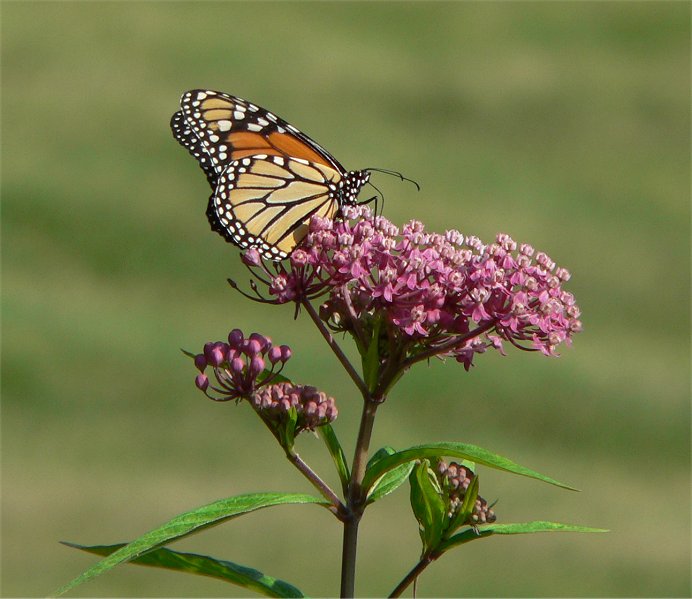 Swamp milkweed and monarch butterfly