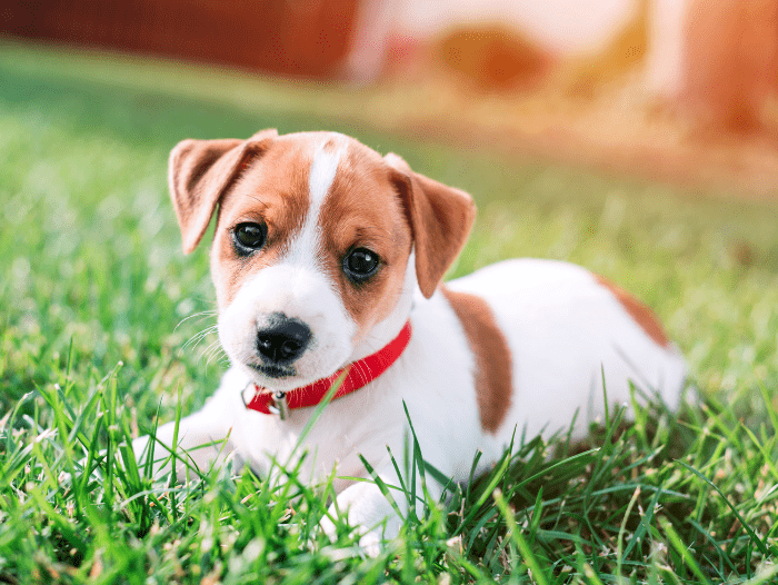 Tips for Socialising Your Puppy