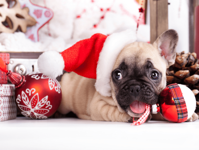 Let’s Get Your Puppy Ready For Christmas