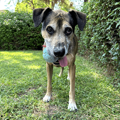 Dog holding a ball toy standing in a grassy yard.