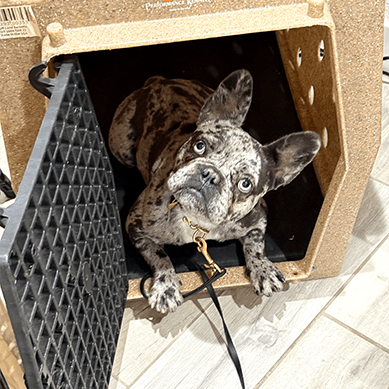 French Bulldog on a leash sitting inside a crate.