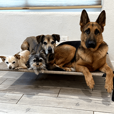Four dogs lying together on an elevated pet bed indoors.