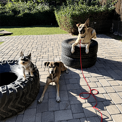 Three leashed dogs relaxing on a patio with tires.