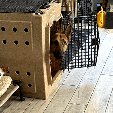 German Shepherd looking out from inside a travel crate.
