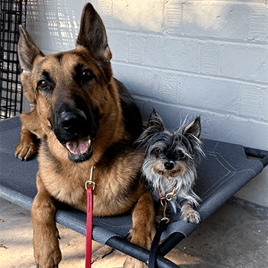 Two leashed dogs sitting together on an outdoor pet bed.