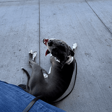 Dog lying on its back on a sidewalk.