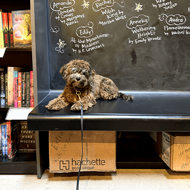 Curly-haired dog lying on a bookstore shelf.