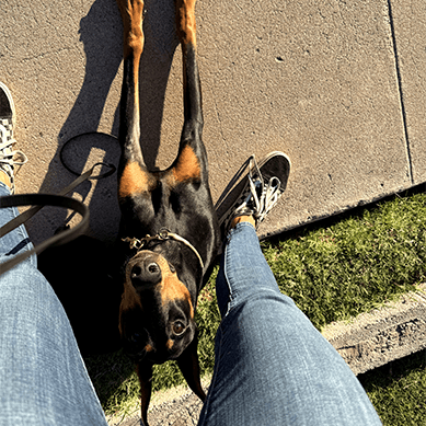 Dog lying on its back looking up between its owner's feet.