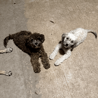 Two curly-haired dogs lying together on a concrete floor.