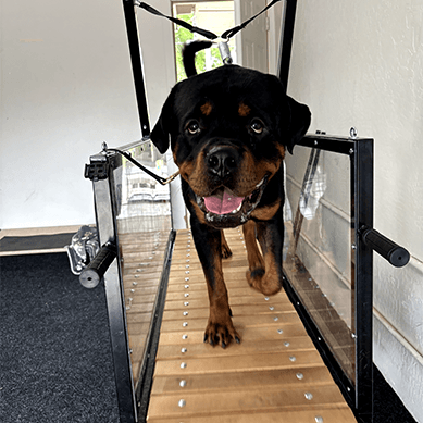 Rottweiler walking on a treadmill indoors.