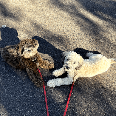 Two leashed curly-haired dogs lying together outdoors.