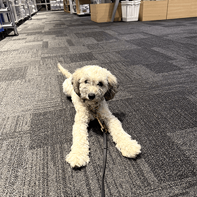 Poodle mix lying on a carpeted store floor.