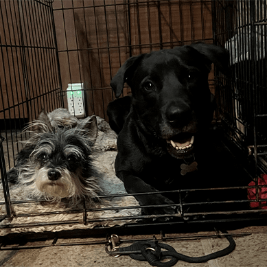Two dogs sitting together inside a crate.
