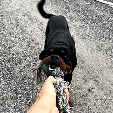 Rottweiler playing tug-of-war with a rope toy.