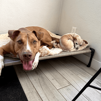 Two dogs resting on a bed