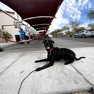 Black dog on a leash lying calmly on a sidewalk.