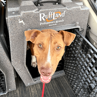 Dog peeking out of kennel