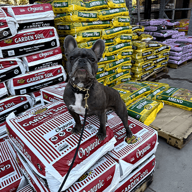 French Bulldog on a leash standing on stacked garden soil bags.