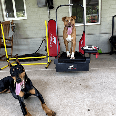 Two dogs on a treadmill