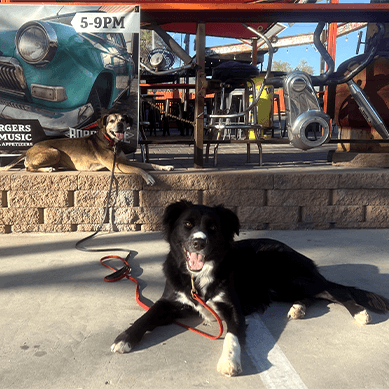 Two dogs relaxing outside restaurant