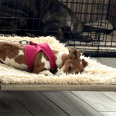 Dog in a harness sleeping on an elevated pet bed.