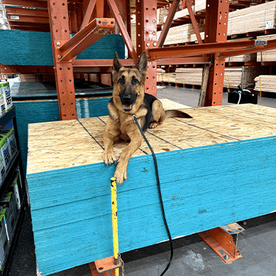 German Shepherd lying calmly on stacked lumber in a store.