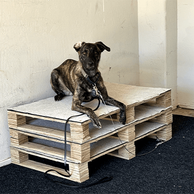 Dog on a leash lying on a wooden pallet platform.