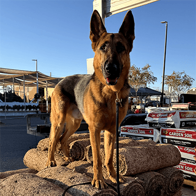 German Shepherd standing on rolled sod in a parking lot.