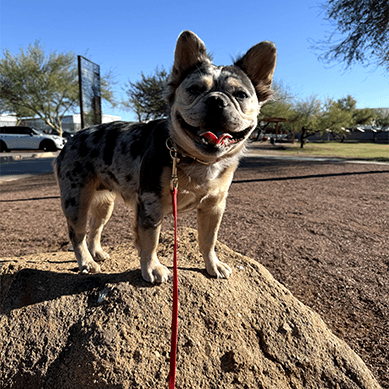 French Bulldog on a leash standing on a rock outdoors.