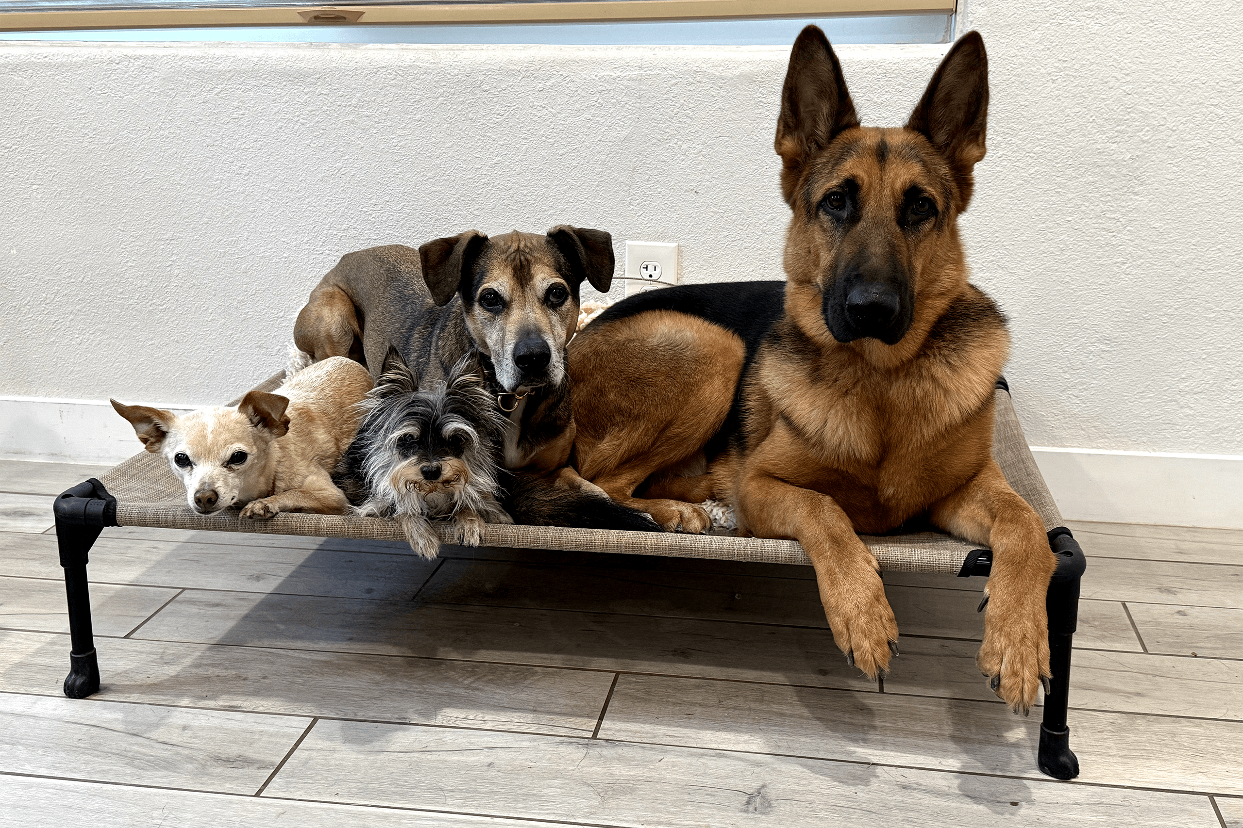 Four dogs of different sizes lying together on an elevated pet bed.
