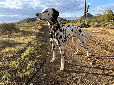 Dalmatian dog standing on trail