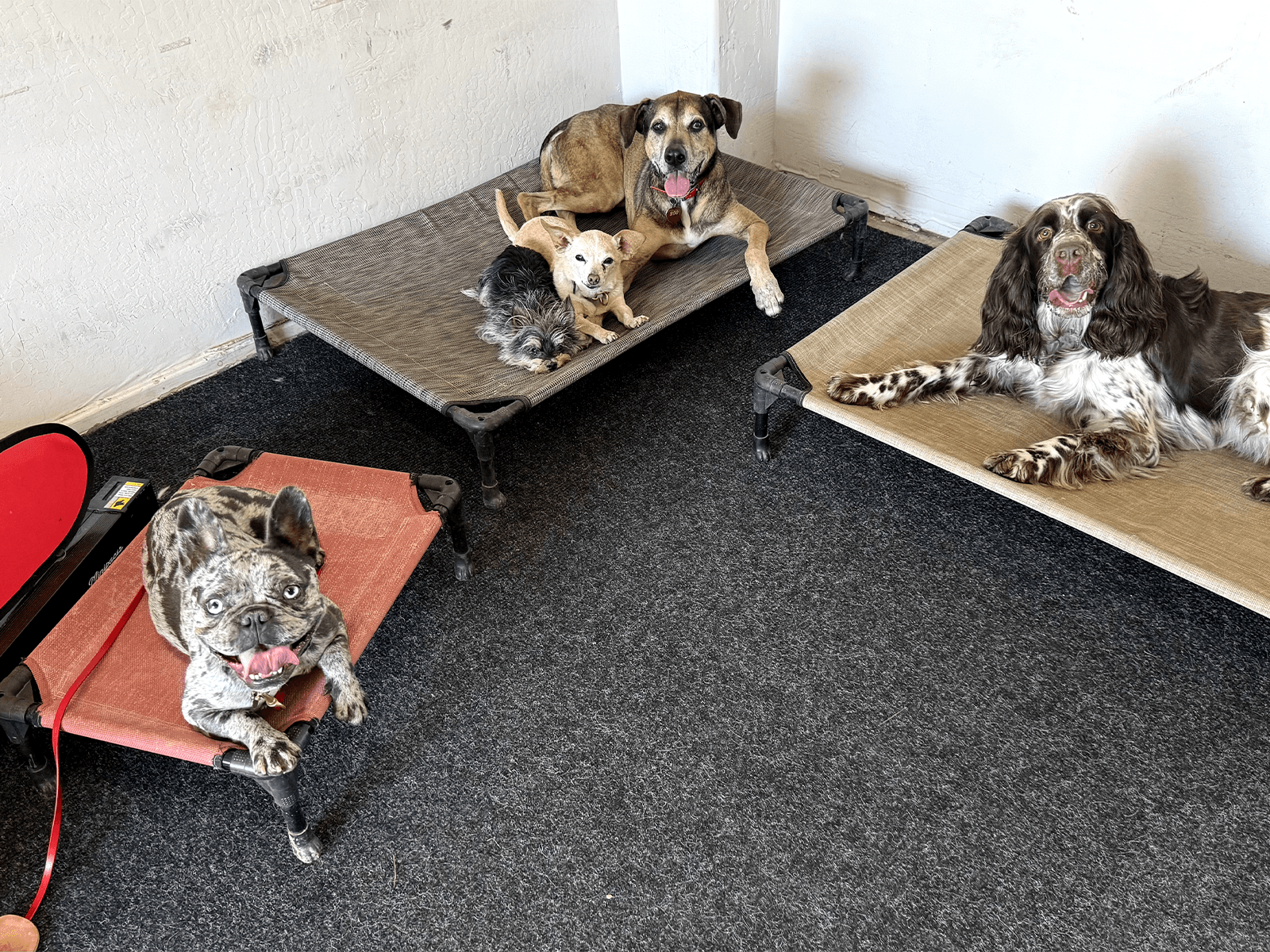 Several dogs relaxing calmly on elevated pet beds indoors.