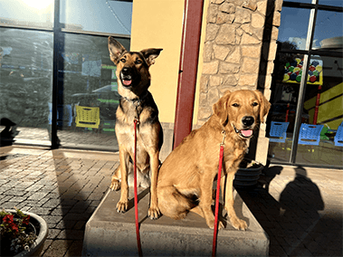 Two leashed dogs sitting outside a storefront.