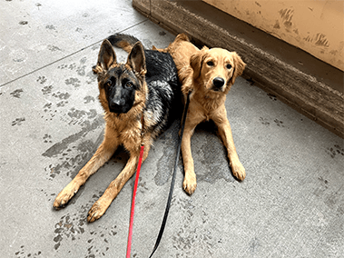Two dogs resting on pavement.