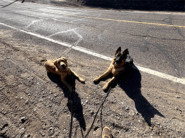 Two leashed dogs lying calmly on a roadside.