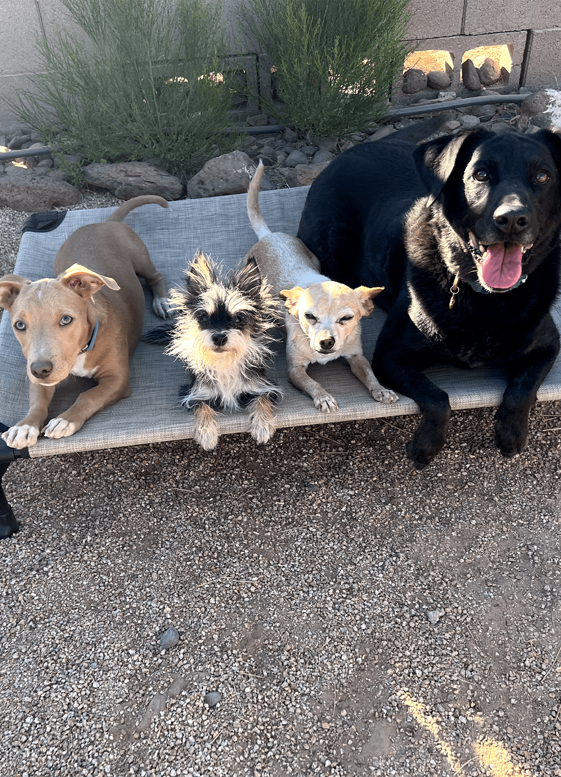 Four dogs of different sizes lying together on an outdoor pet bed.