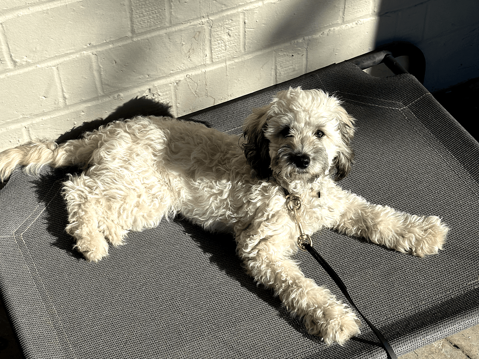 Fluffy white dog stretched out on an elevated pet bed.