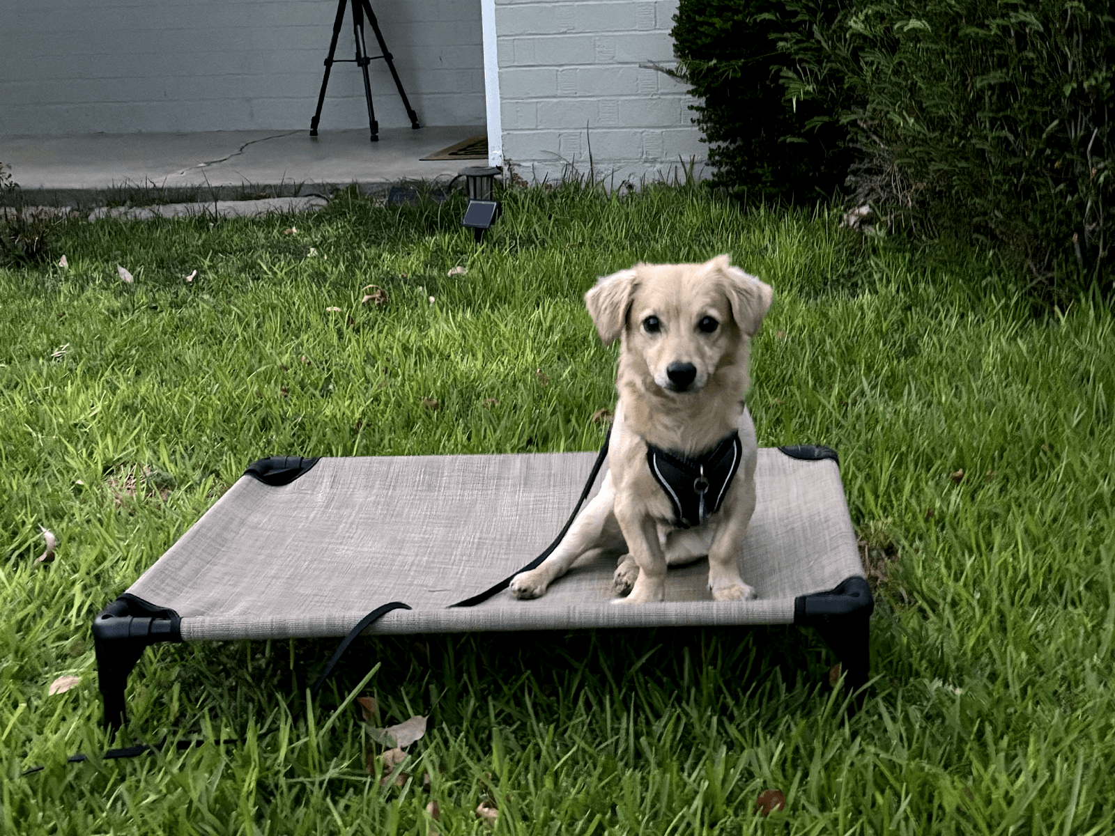 Puppy in a harness sitting on an elevated pet bed in a yard.