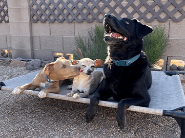 Three dogs relaxing on a bed