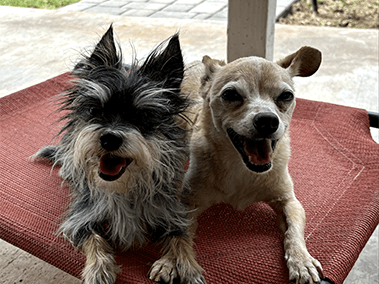 Two small dogs sitting together on an outdoor pet bed.